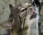 Кошка воды напитки